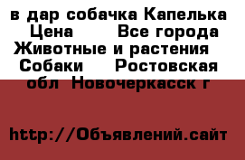 в дар собачка Капелька › Цена ­ 1 - Все города Животные и растения » Собаки   . Ростовская обл.,Новочеркасск г.